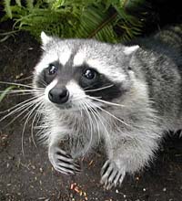 Racoon